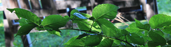 Green leaves