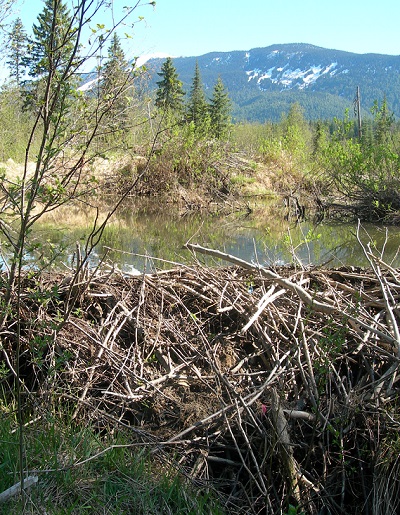 Beaver dam with one of Cecilia's tags (1)