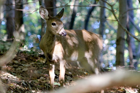 Deer on campus - resized