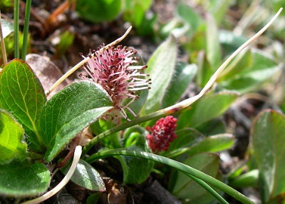 Salix arctica - one of the species of willow Cecilia and her team studied.