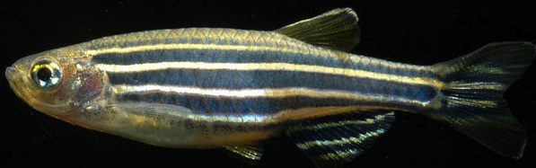 Zebrafish