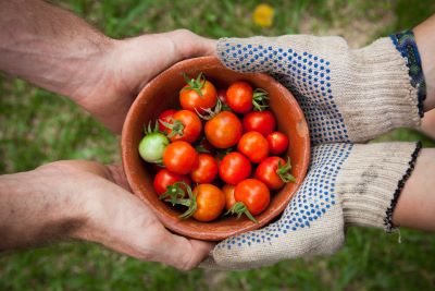 Bowl of tomatoes held by two people