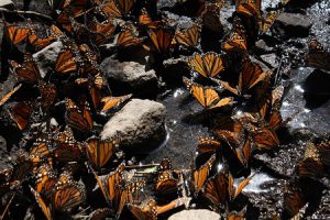 A flutter of butterflies drinking from a river