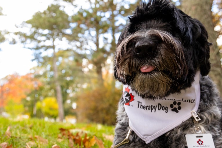 Counselling Services Wendell therapy dog