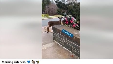 A Facebook Video that shows a deer near Evaristus Hall. The caption below says: "Morning Cuteness." With a Blue heart emoji, a deer emoji, and a sparkle emoji