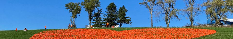 Field of orange flowers in the shape of a heart. Sipekne'katik Orange Shirt Day Event