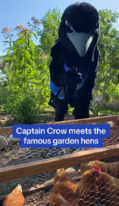 Captain Crow and the MSVU Garden Hens. There is text that reads, "Captain Crow meets the famous garden hens."