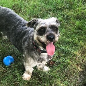 Dani, MSVU's newest Therapy Dog, sticking her tongue out with a blue ball beside her
