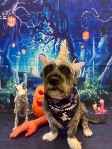 Dani wearing a unicorn horn in front of a Halloween backdrop