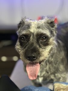 A zoomed in photo of Dani, MSVU's therapy dog, with Dani sticking her tongue out in a playful manner